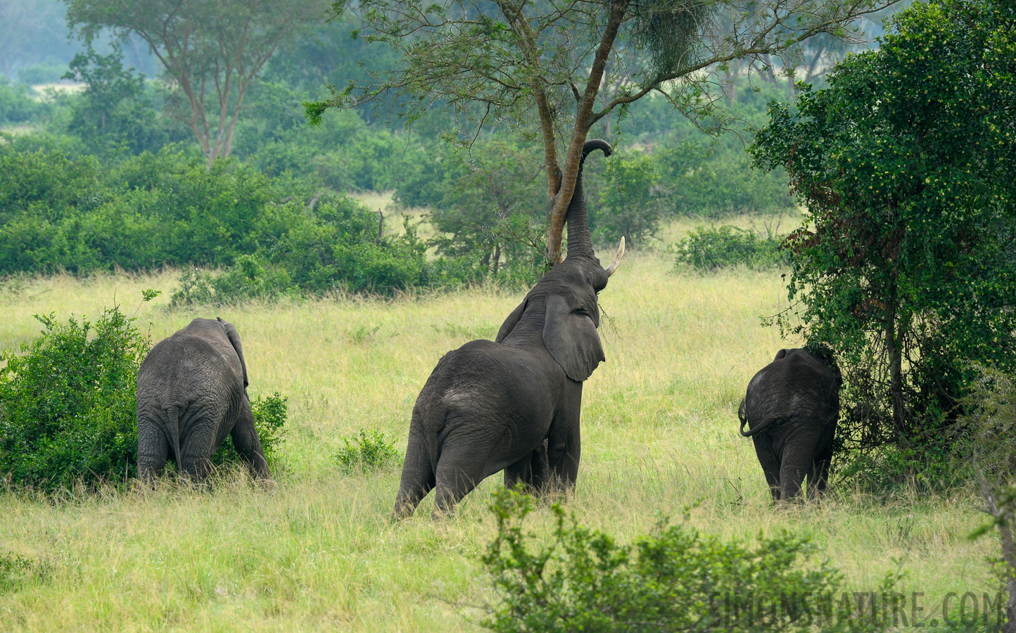 Loxodonta africana [400 mm, 1/200 sec at f / 7.1, ISO 800]